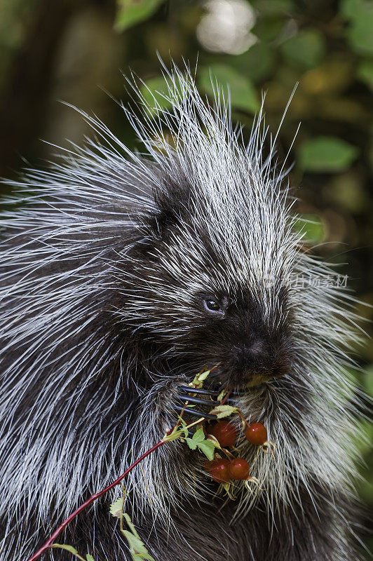 北美豪猪(Erethizon dorsatum)，也被称为加拿大豪猪或普通豪猪，是一种大型啮齿类动物在新世界豪猪家族。